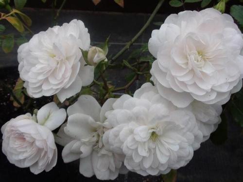 Какие сорта роз лучше переносят весенние заморозки. Какие сорта роз самые неприхотливые и зимостойкие