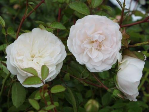 Какие сорта роз лучше переносят весенние заморозки. Какие сорта роз самые неприхотливые и зимостойкие