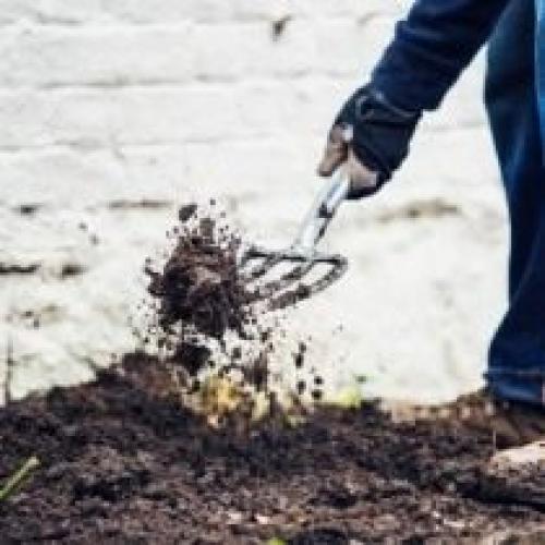 Как определить оптимальное место для посадки розы. Когда сажать розы?