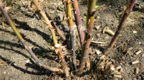 Как защитить розы от весенних заморозков: советы садоводам 12 Как защитить розы от весенних заморозков: советы садоводам 12