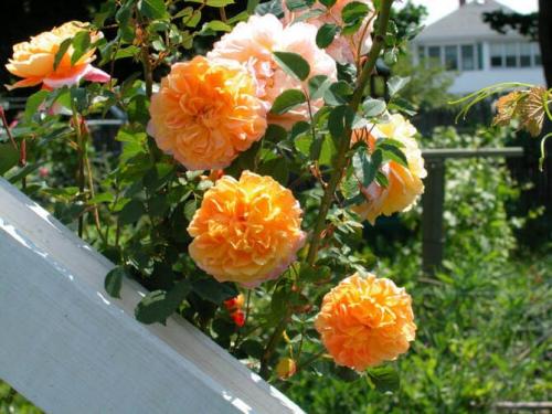 Какие сорта роз лучше переносят весенние заморозки. Какие сорта роз самые неприхотливые и зимостойкие