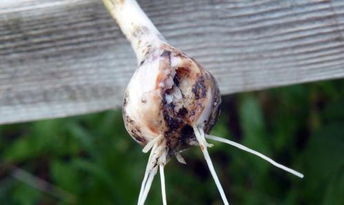 Два способа сохранить урожай чеснока до последнего 02