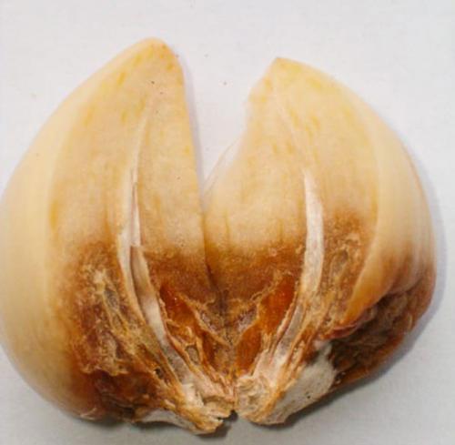 Какие признаки указывают на порчу чеснока. Фузариоз