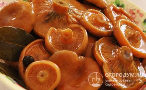 Маринованные рыжики поваренок. Рецепты рыжиков, маринованных на зиму в банках с уксусом