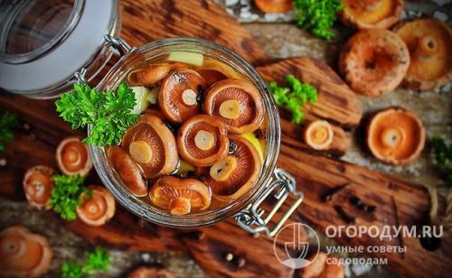 Маринованные рыжики поваренок. Рецепты рыжиков, маринованных на зиму в банках с уксусом