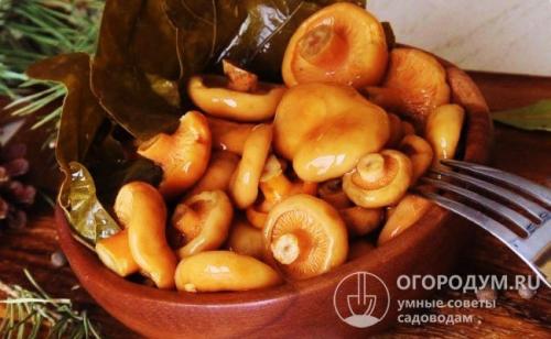 Маринованные рыжики поваренок. Рецепты рыжиков, маринованных на зиму в банках с уксусом