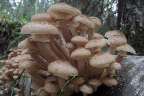 Гриб с коричневой шляпкой название. Съедобные грибы