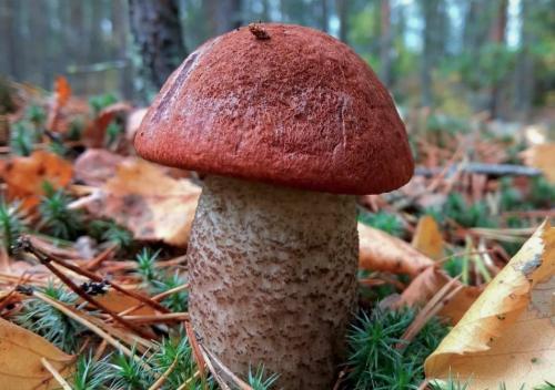 Гриб с коричневой шляпкой название. Съедобные грибы