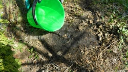 Живы ли розы после весенних заморозков: миф или реальность 08 Живы ли розы после весенних заморозков: миф или реальность 08