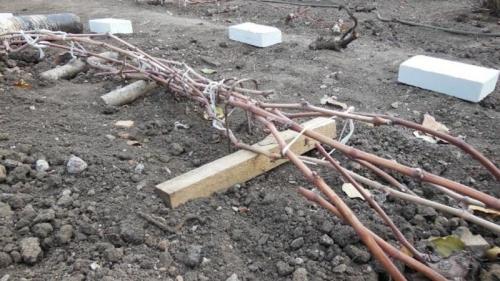 Какие проблемы могут возникнуть при неправильном укрытии винограда на зиму. Пошаговая инструкция: как правильно укрыть виноград на зиму