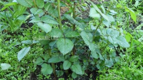 Живы ли розы после весенних заморозков: миф или реальность 16 Живы ли розы после весенних заморозков: миф или реальность 16