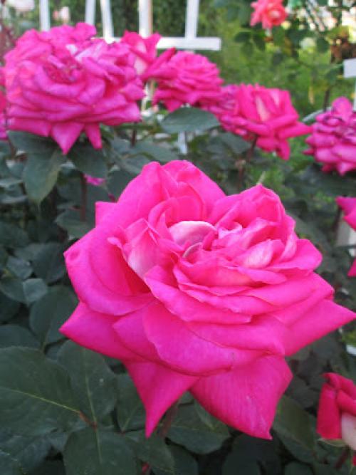 Какие температуры считаются для роз опасными во время весенних заморозков. Если рано открыли розы