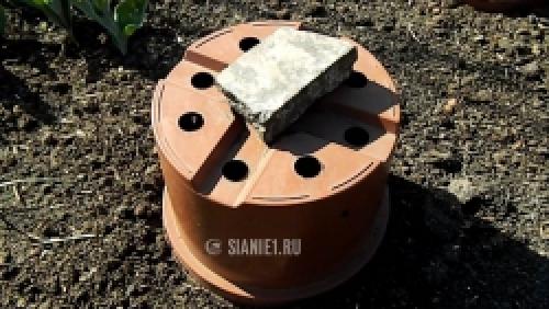 Живы ли розы после весенних заморозков: миф или реальность 10 Живы ли розы после весенних заморозков: миф или реальность 10