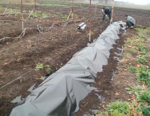 Какой температурный режим должен быть в укрытии винограда. Укрытие для винограда
