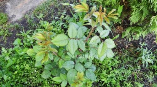 Живы ли розы после весенних заморозков: миф или реальность 15 Живы ли розы после весенних заморозков: миф или реальность 15