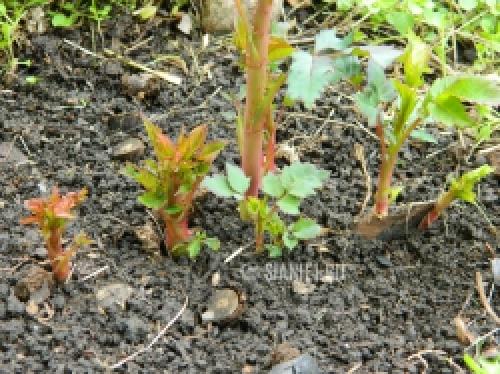 Живы ли розы после весенних заморозков: миф или реальность 13 Живы ли розы после весенних заморозков: миф или реальность 13