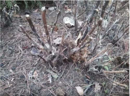 Какие симптомы указывают на то что розы пострадали от весенних заморозков. Что нужно делать в первую очередь