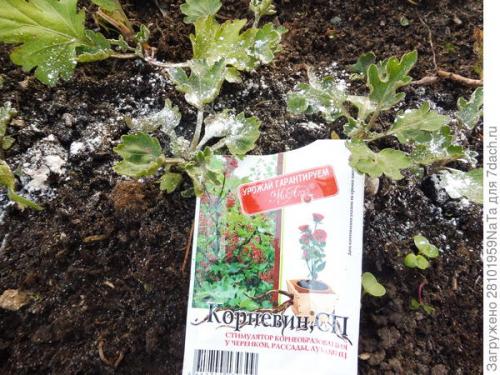 Как защитить хризантему от морозов. Мой способ сохранения хризантем