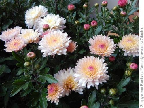 Можно ли оставить хризантему мультифлору на улице зимой. Хризантема мультифлора. Эксперимент с зимовкой