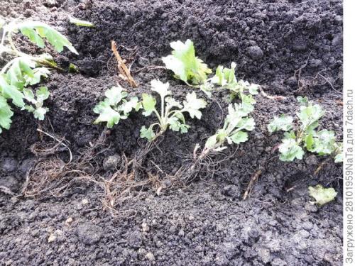 Как защитить хризантему от морозов. Мой способ сохранения хризантем