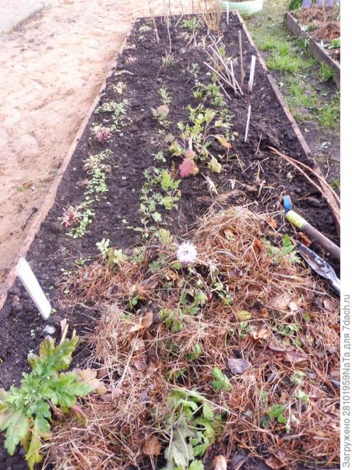 Как защитить хризантему от морозов. Мой способ сохранения хризантем