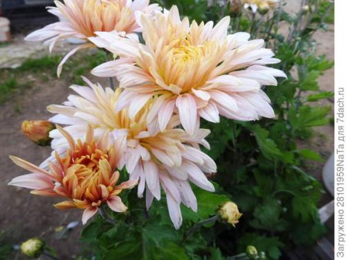 Как защитить хризантему от морозов. Мой способ сохранения хризантем