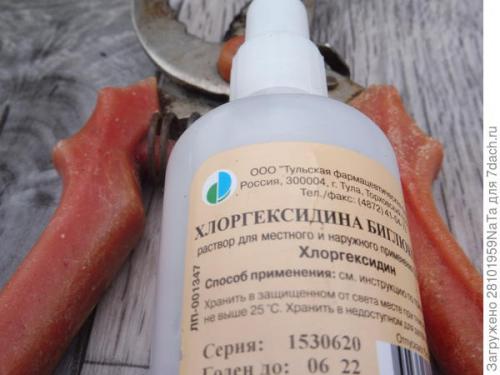 Как защитить хризантему от морозов. Мой способ сохранения хризантем