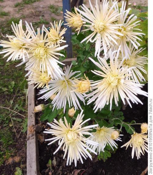 Как защитить хризантему от морозов. Мой способ сохранения хризантем