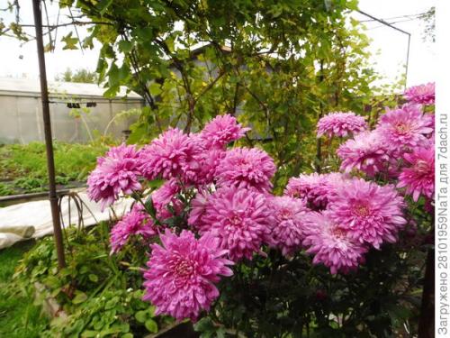 Как защитить хризантему от морозов. Мой способ сохранения хризантем