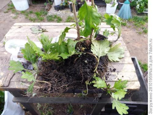 Как защитить хризантему от морозов. Мой способ сохранения хризантем