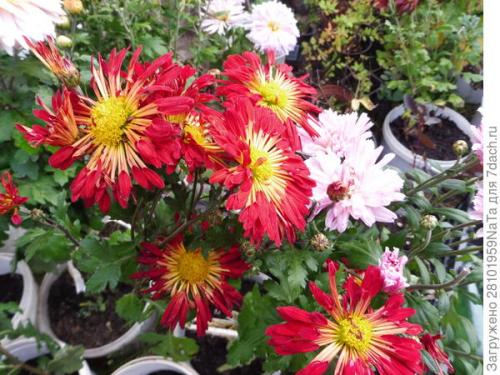 Как защитить хризантему от морозов. Мой способ сохранения хризантем