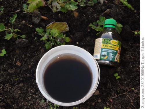 Как защитить хризантему от морозов. Мой способ сохранения хризантем