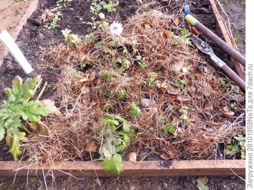 Как защитить хризантему от морозов. Мой способ сохранения хризантем