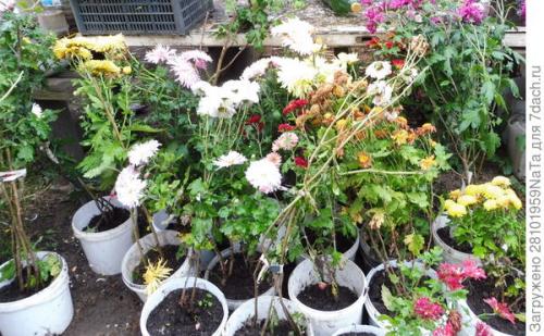 Как защитить хризантему от морозов. Мой способ сохранения хризантем