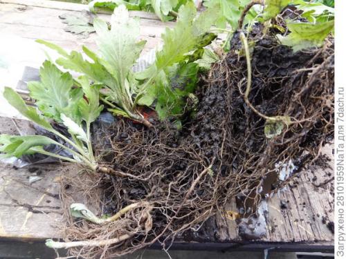 Как защитить хризантему от морозов. Мой способ сохранения хризантем