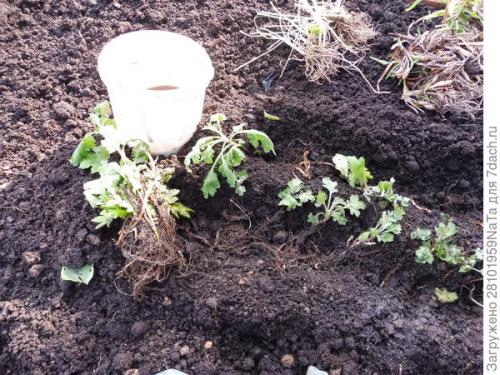 Как защитить хризантему от морозов. Мой способ сохранения хризантем