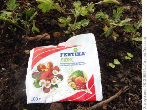 Как защитить хризантему от морозов. Мой способ сохранения хризантем