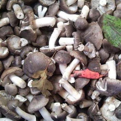 Коричневый гриб на тонкой ножке. Лесные грибы на тонких ножках