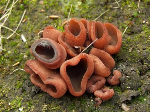 Гриб с коричневой шляпкой название. Съедобные коричневые грибы с описанием и фото