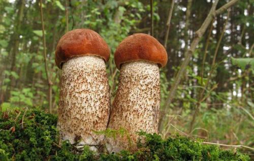 Съедобные виды грибов с коричневой шляпкой и ножкой. Гриб с коричневой шляпкой и белой ножкой. С коричневой