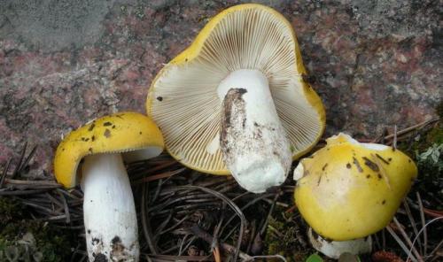 Коричневый гриб на тонкой ножке. Лесные грибы на тонких ножках