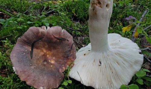 Коричневый гриб на тонкой ножке. Лесные грибы на тонких ножках