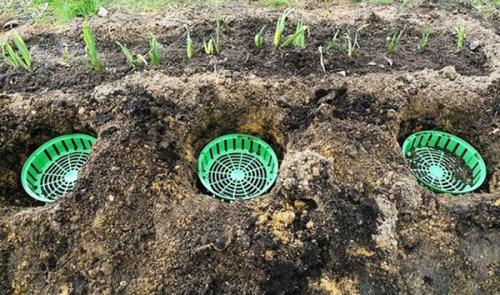 Корзина для луковичных, как использовать. Сад без хлопот или корзины для луковичных и их аналоги