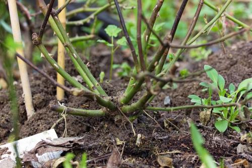 Можно ли использовать сухие листья для укрытия роз на зиму. Можно ли укрывать розы на зиму листвой – плюсы и минусы данного способа