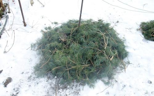 Можно ли использовать сухие листья для укрытия роз на зиму. Можно ли укрывать розы на зиму листвой – плюсы и минусы данного способа