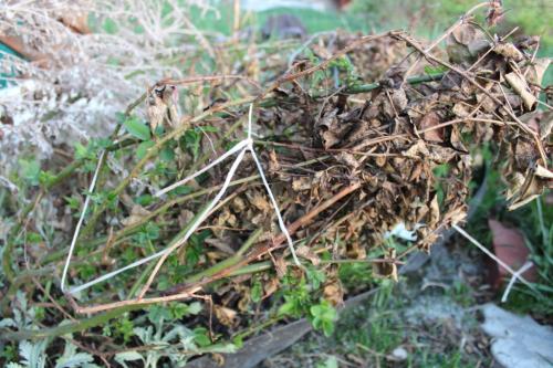 Можно ли использовать сухие листья для укрытия роз на зиму. Можно ли укрывать розы на зиму листвой – плюсы и минусы данного способа