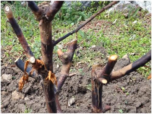 Как предотвратить загнивание корней у роз во время зимних месяцев. Обрезка роз