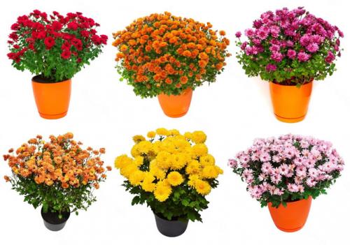 Как долго обычно занимает процесс придания шаровидной формы мультифлоре. Посадка