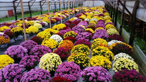 Как долго обычно занимает процесс придания шаровидной формы мультифлоре. Посадка