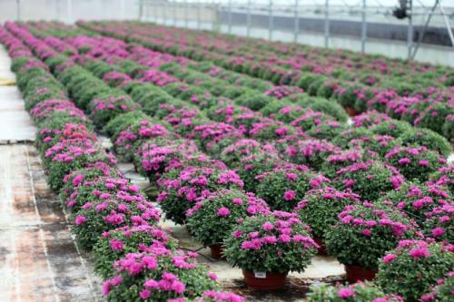 Как долго обычно занимает процесс придания шаровидной формы мультифлоре. Посадка